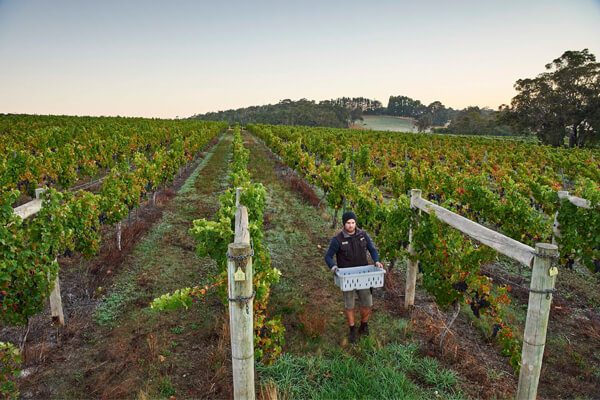 The Very Best Margaret River Wineries and Restaurants in 2020