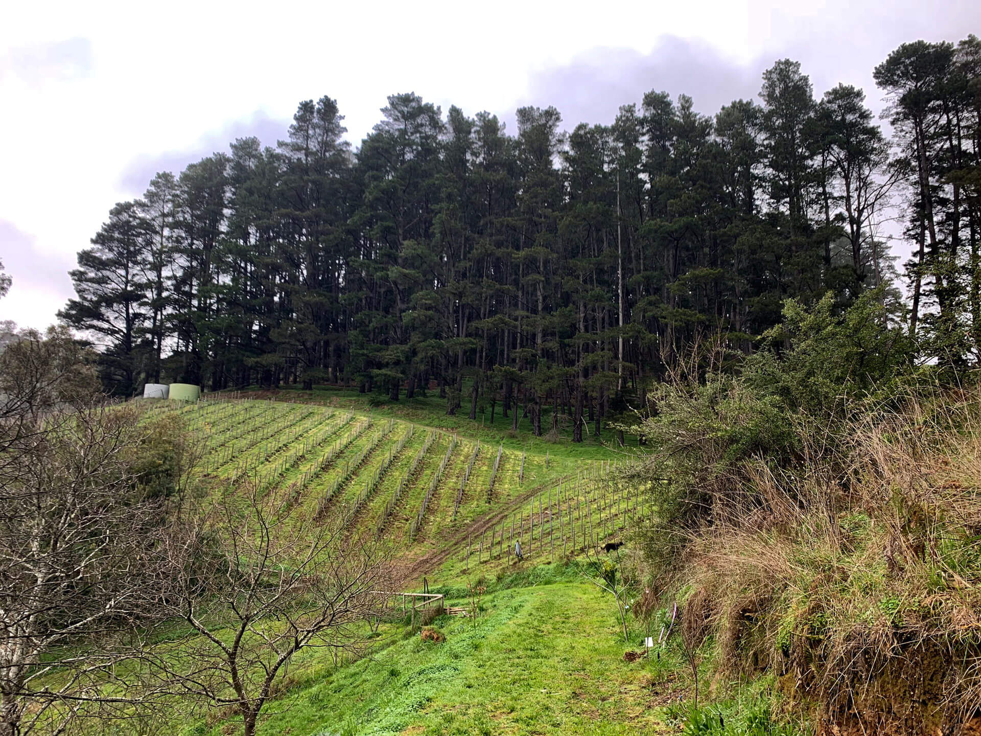 Ochota Barrels gamay vineyard in the Basket Range of Adelaide Hills