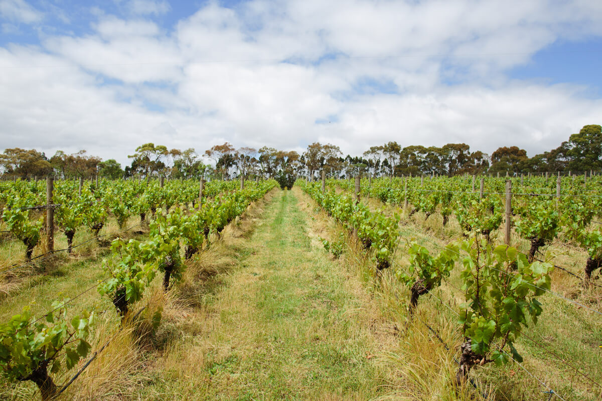 The 4 Best Macedon Ranges Wineries Featured in the 2020 YGOW Top 50 ...