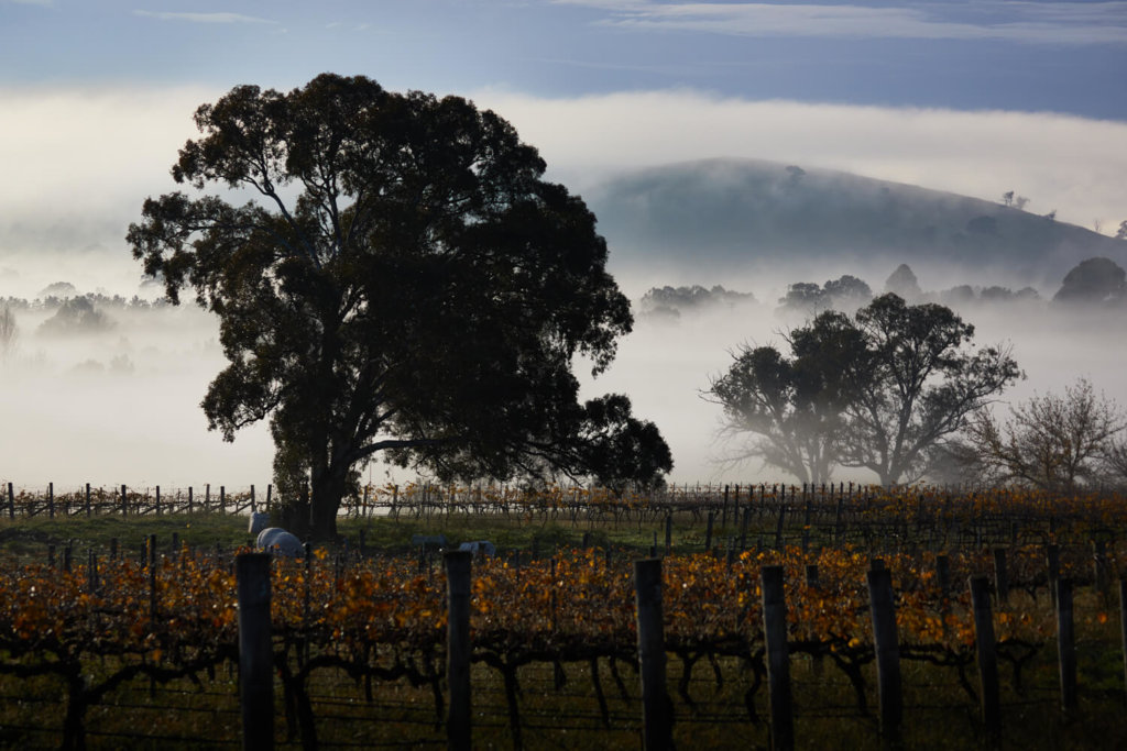 Australia’s Best Syrah