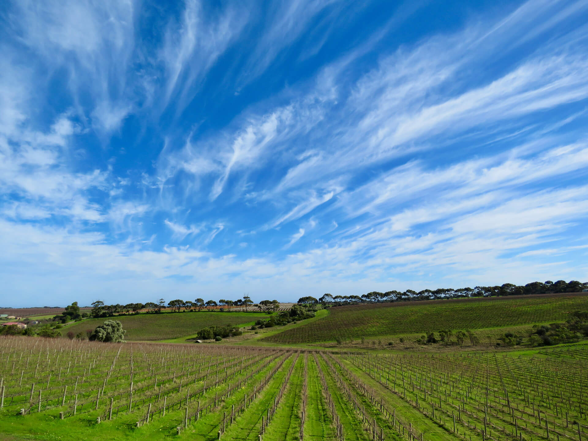 Announcing the Vineyard of the Year Awards - Young Gun of Wine