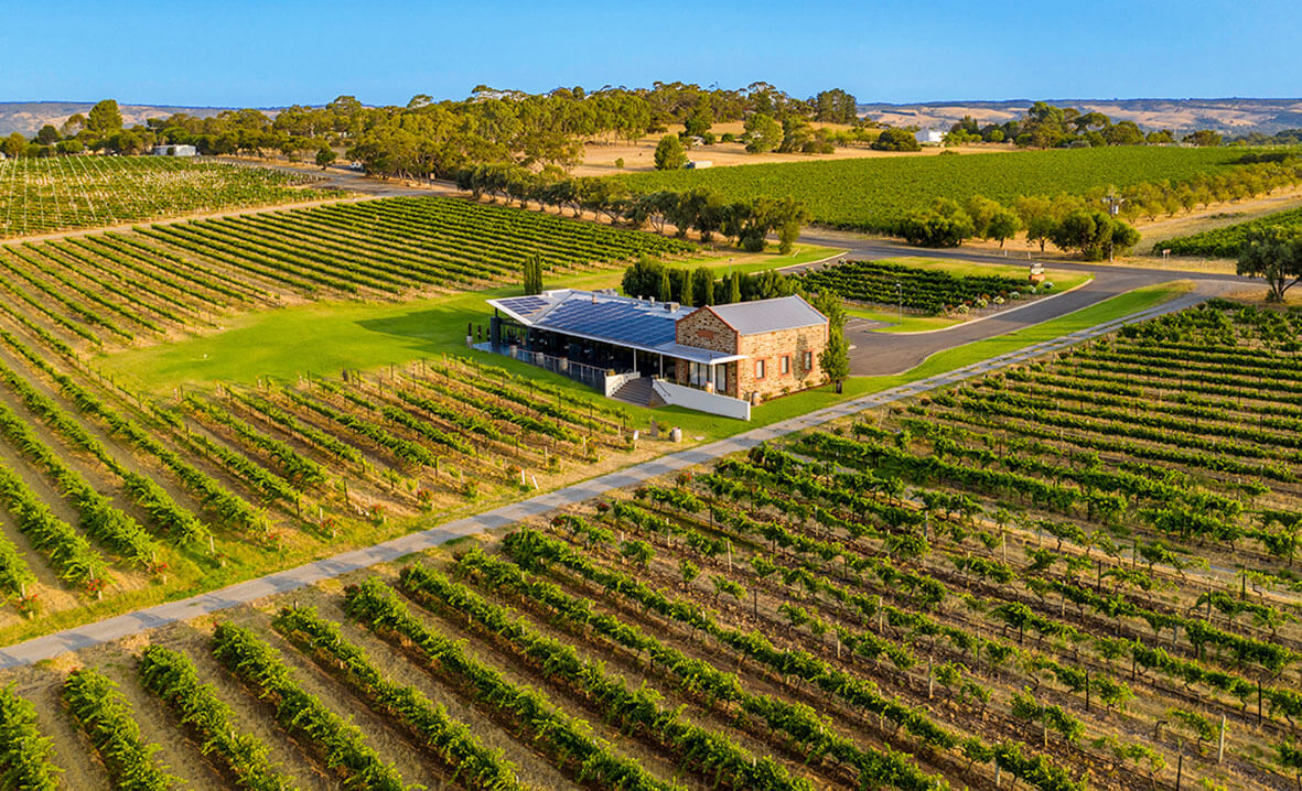 Angove Warboys Vineyard McLaren Vale Young Gun of Wine