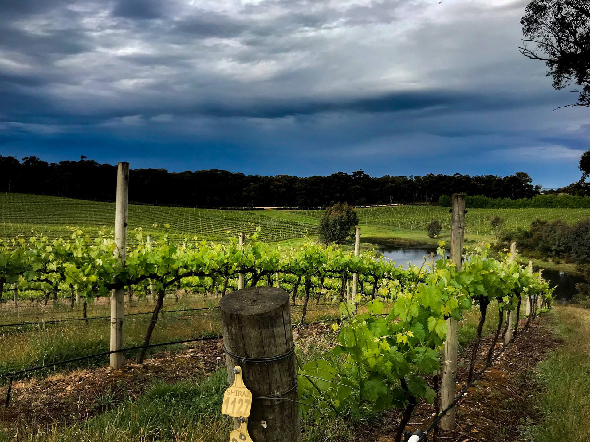 Bowyer Ridge, Adelaide Hills - Young Gun of Wine