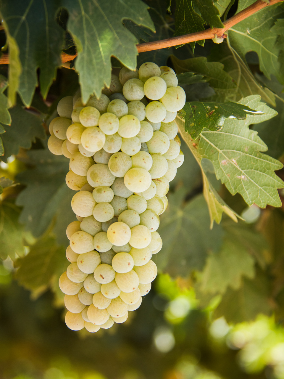 Arneis what it tastes like, the best winemakers, and more