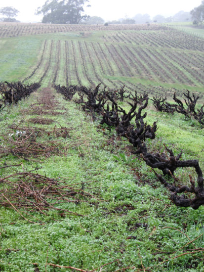 Smart Vineyard, Clarendon, McLaren Vale