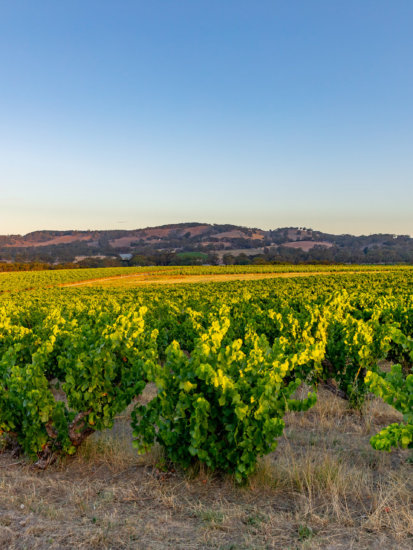 Yangarra Estate, McLaren Vale