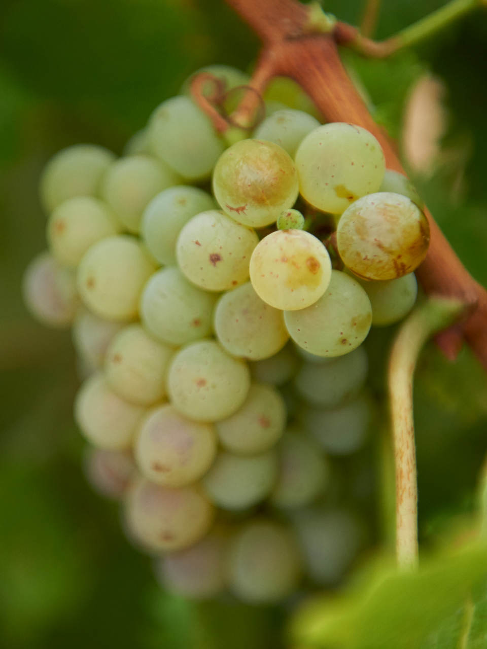 sauvignon-blanc-what-it-tastes-like-the-best-winemakers-and-more