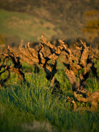 Barossa