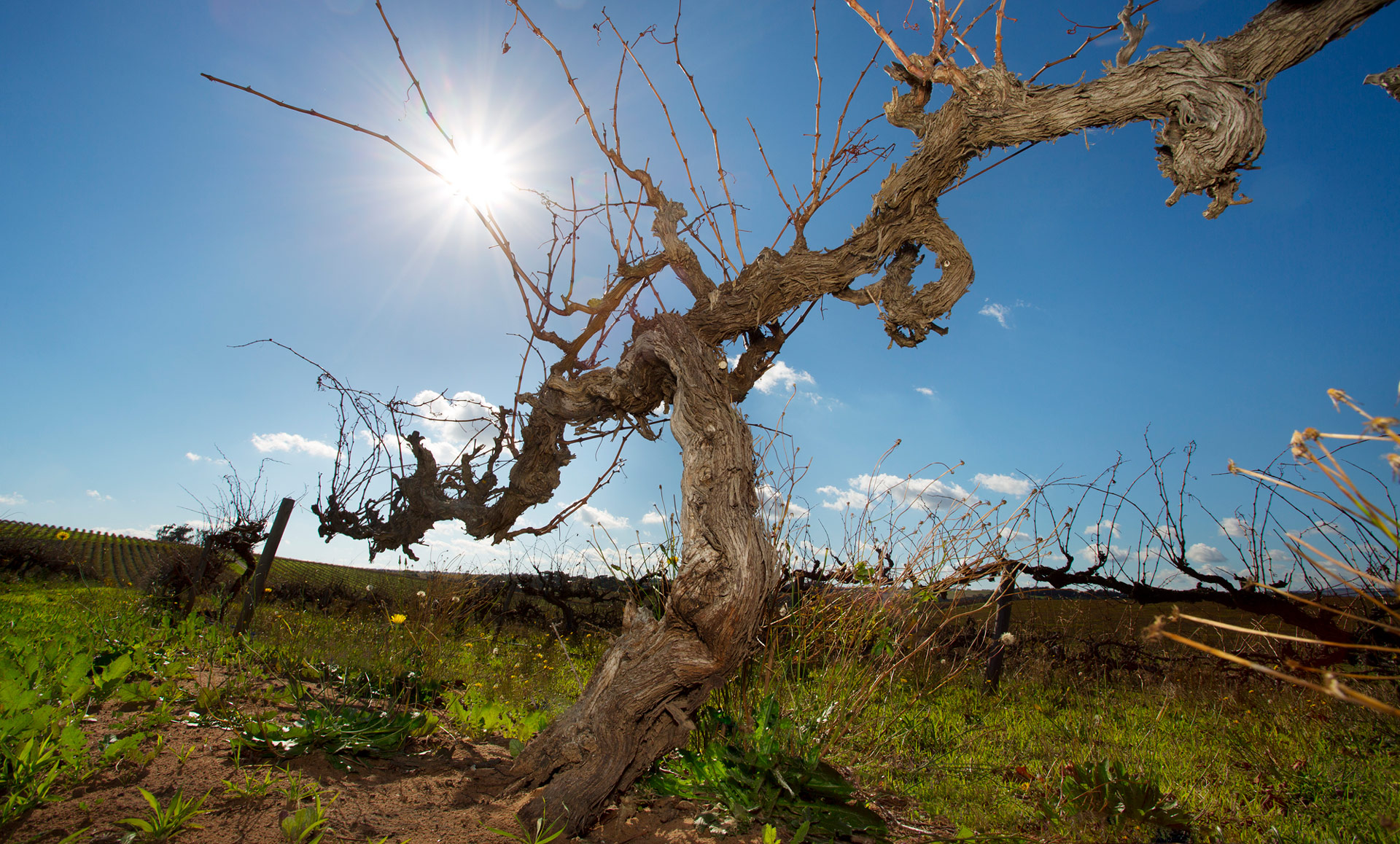 Old shiraz Vine at Olivers Taranga vineyard McLaren Vale | 2023