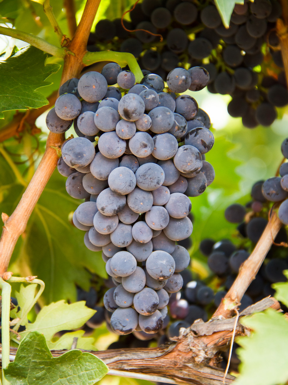 Montepulciano what it tastes like, the best winemakers, and more