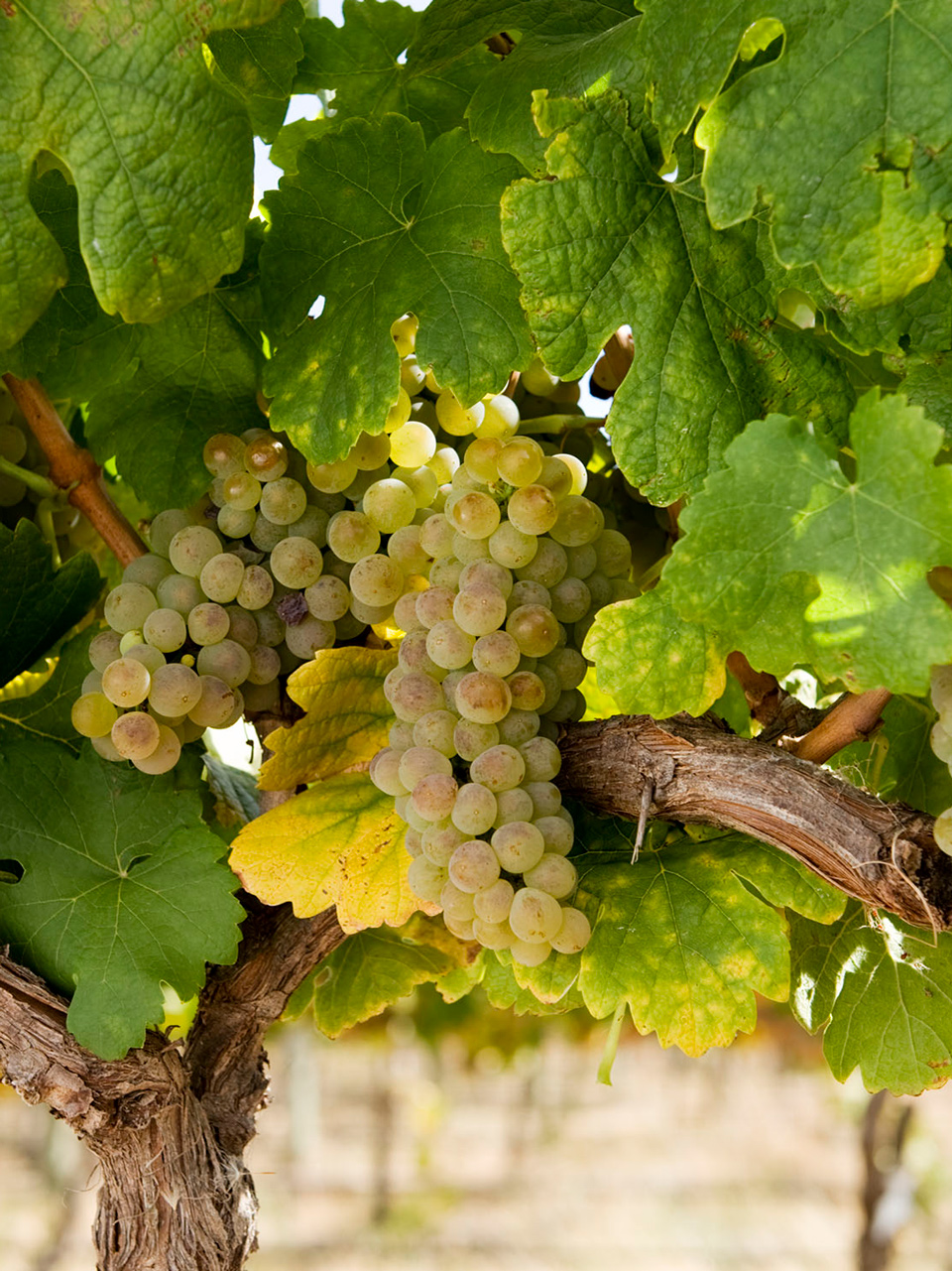 Roussanne what it tastes like, the best winemakers, and more