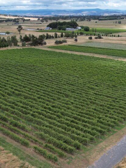 Dark Horse Vineyard