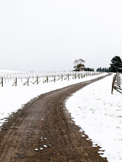 Lark Hill Vineyard, Canberra District