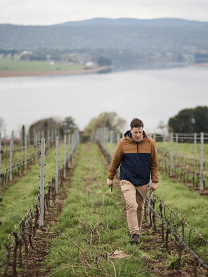 Utzinger Vineyard, Tamar Valley, Tasmania