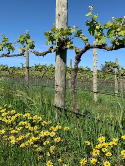 Grosset – Springvale Vineyard, Clare Valley